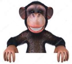 Smiling Monkey Meme Template