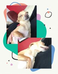 Chihuahua Meme Template