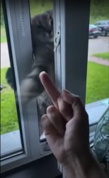 cat middle finger window Meme Template