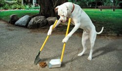 Dog with pooper scooper Meme Template