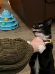 Throat punch cat Meme Template