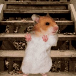 Hamster dance Meme Template