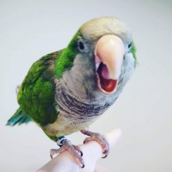 Hi Everybirdy! Meme Template