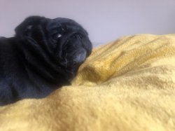 pissed pug Meme Template