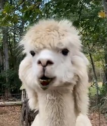 Alpaca Meme Template