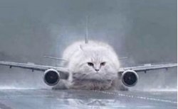 Airplane Cat Meme Template