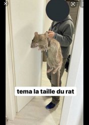 Big rat Meme Template