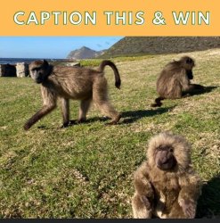 Stuffed Baboon Meme Template