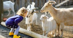petting zoo Meme Template