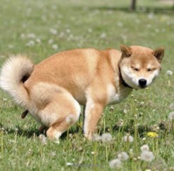 Doge takes a Dump Meme Template