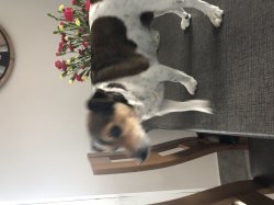 Bella on the table Meme Template