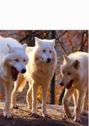 Laughing wolves with white space Meme Template