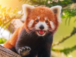 happy red panda Meme Template