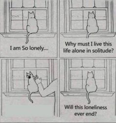 depressed cat looking at window Meme Template