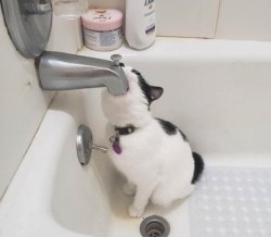 Cat drinking water in bathtub Meme Template