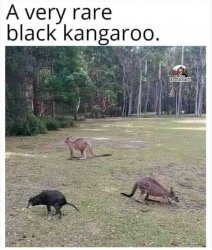 Black kangaroo Meme Template