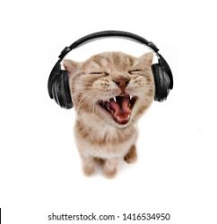 cat headphone Meme Template