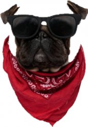 Pug with Sunglasses & Bandana Meme Template