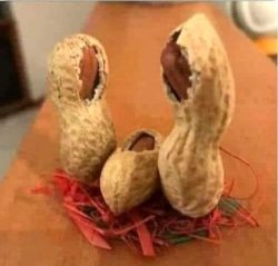 NATIVITY SCENE MADE OF PEANUTS, CHEAPEST NATIVITY SET EVER Meme Template