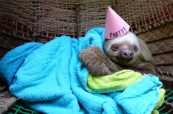 Sloth party Meme Template