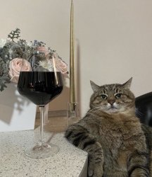 Tell me more cat Meme Template
