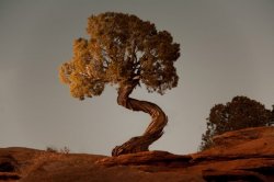 Spiritual Moab Tree Meme Template