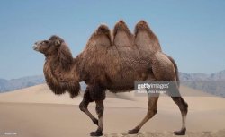 3 humped camel Meme Template