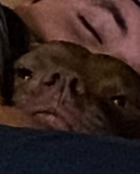 Cuddled out Meme Template