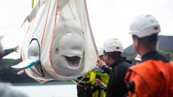 happy beluga Meme Template