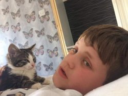 Cat on top Meme Template