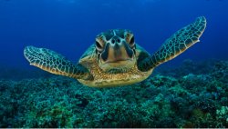 Sea turtles Meme Template
