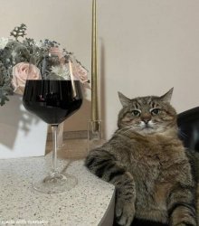Cat with Wine Meme Template