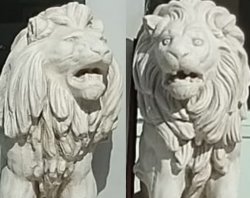 confused lions Meme Template