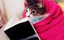 CAT READING A BOOK, CUTE CAT, KITTY Meme Template