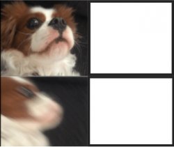 Freaked out dog Meme Template