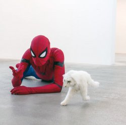 Half cat vs spiderman Meme Template