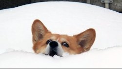 Doggo in the snow Meme Template