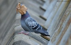 Leaf in Bird Face Meme Template