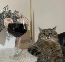 Cat with Wine Meme Template