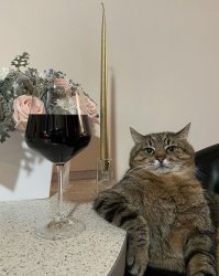 Fancy cat with glass Meme Template
