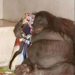 Kong with pillow Meme Template