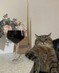 Wine Cat Meme Template
