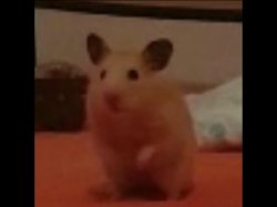 Hamster Meme Template