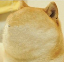 Tiny Face Doge Meme Template