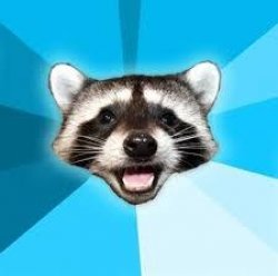 raccoon Meme Template