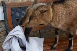 Goat eating cloth Meme Template