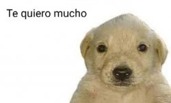 Te quiero mucho Meme Template