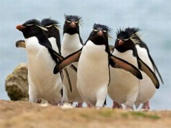 Penguin Gang Meme Template