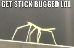 Stickbug meme Meme Template