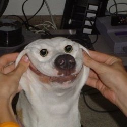 dog smiling Meme Template